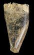 Albertosaurus Premax Tooth - Alberta (Disposition #-) #67624-1